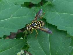 Image of Eastern Hornet Fly