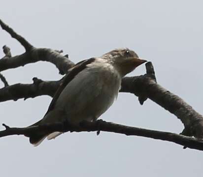 Image of Thick-billed Flowerpecker