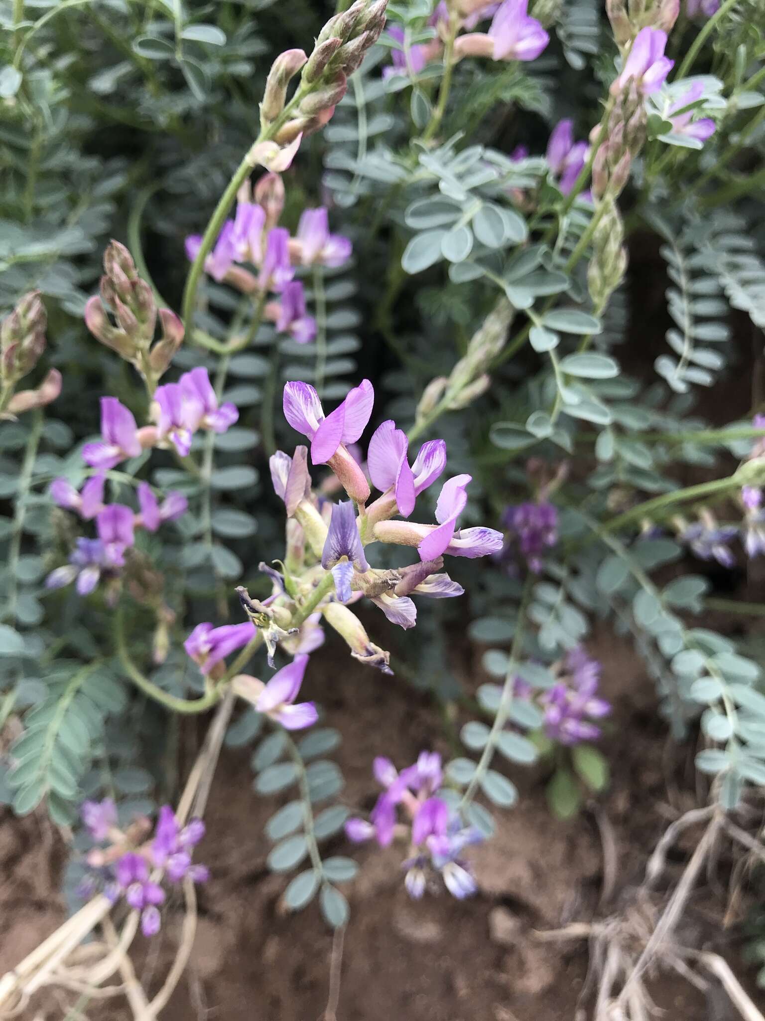 Imagem de Astragalus nothoxys A. Gray