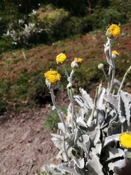 Image de Senecio gilliesianus Hieron.