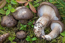 Image de Hygrophore à lamelles arquées