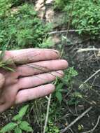 Image of drooping bulrush