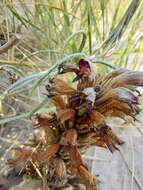 Image of flat-top broomrape