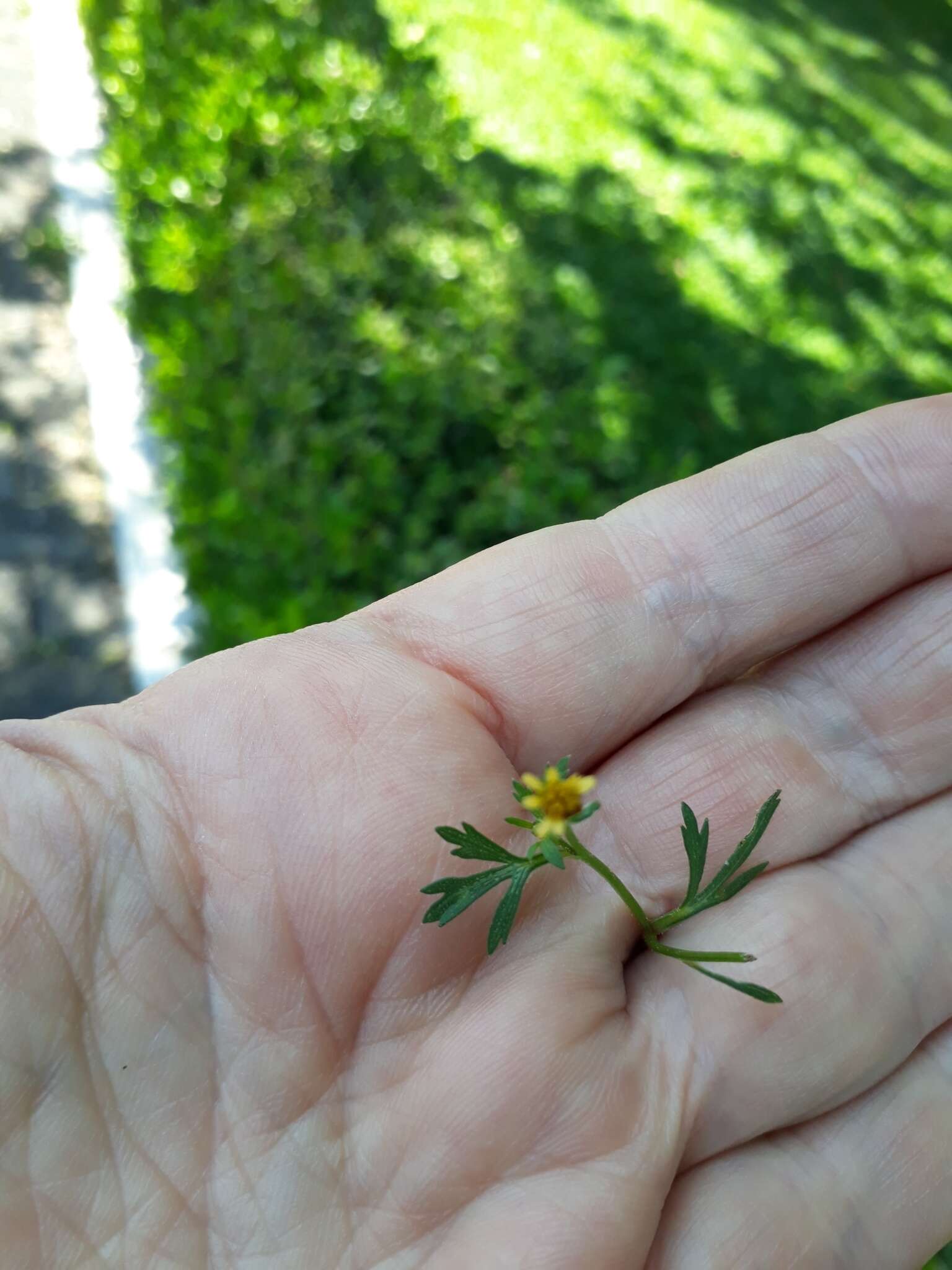 Image of Chrysanthellum indicum subsp. mexicanum (Greenm.) B. L. Turner