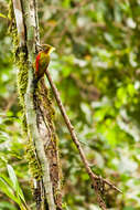 Image of Checker-throated Woodpecker