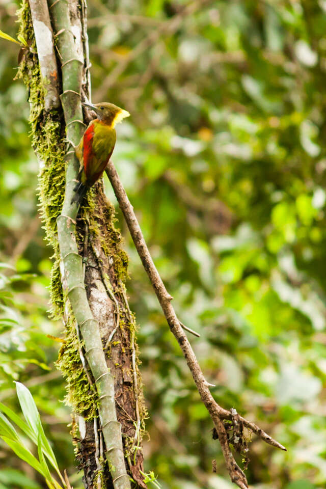 Image of Checker-throated Woodpecker