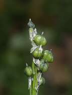 Hyacinthoides aristidis (Coss.) Rothm. resmi