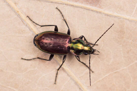 Image of six-point ground beetle