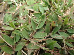 Image of Brachiaria umbellata (Trin.) Clayton