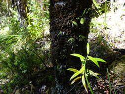 Image of Notogrammitis heterophylla (Labill.) Parris