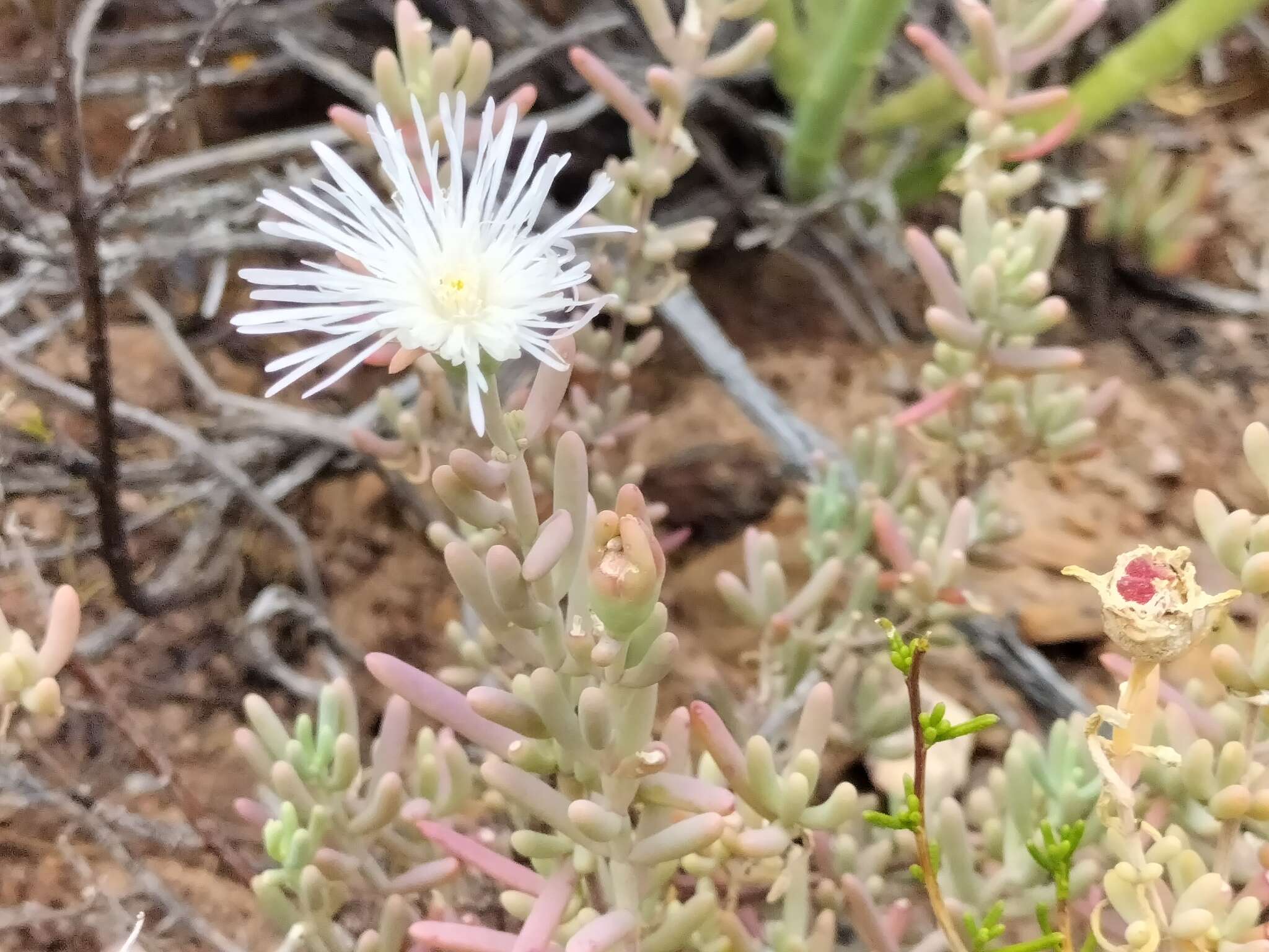 Image of Mesembryanthemum noctiflorum L.