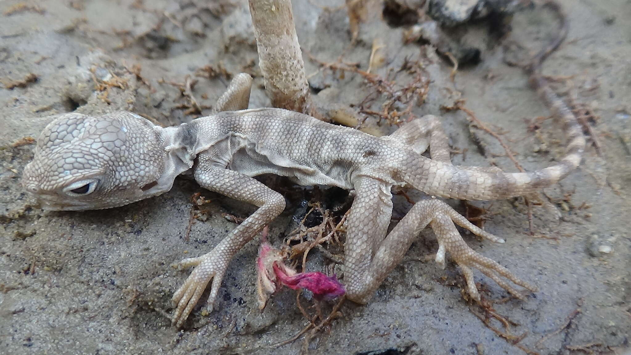 Image of Caucasian Agama