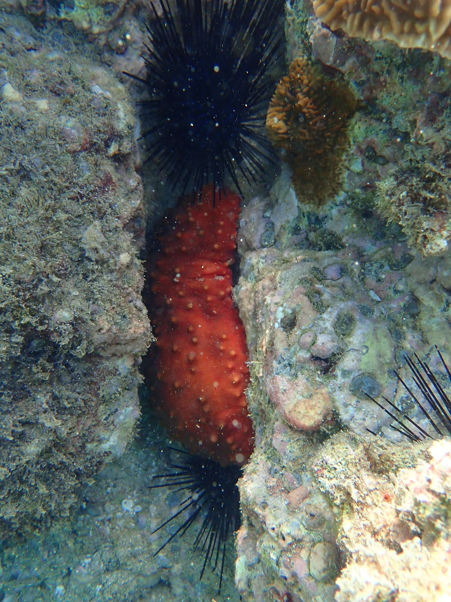 Image of Brown Sea Cucumber