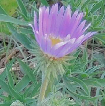 Image of tanseyleaf tansyaster