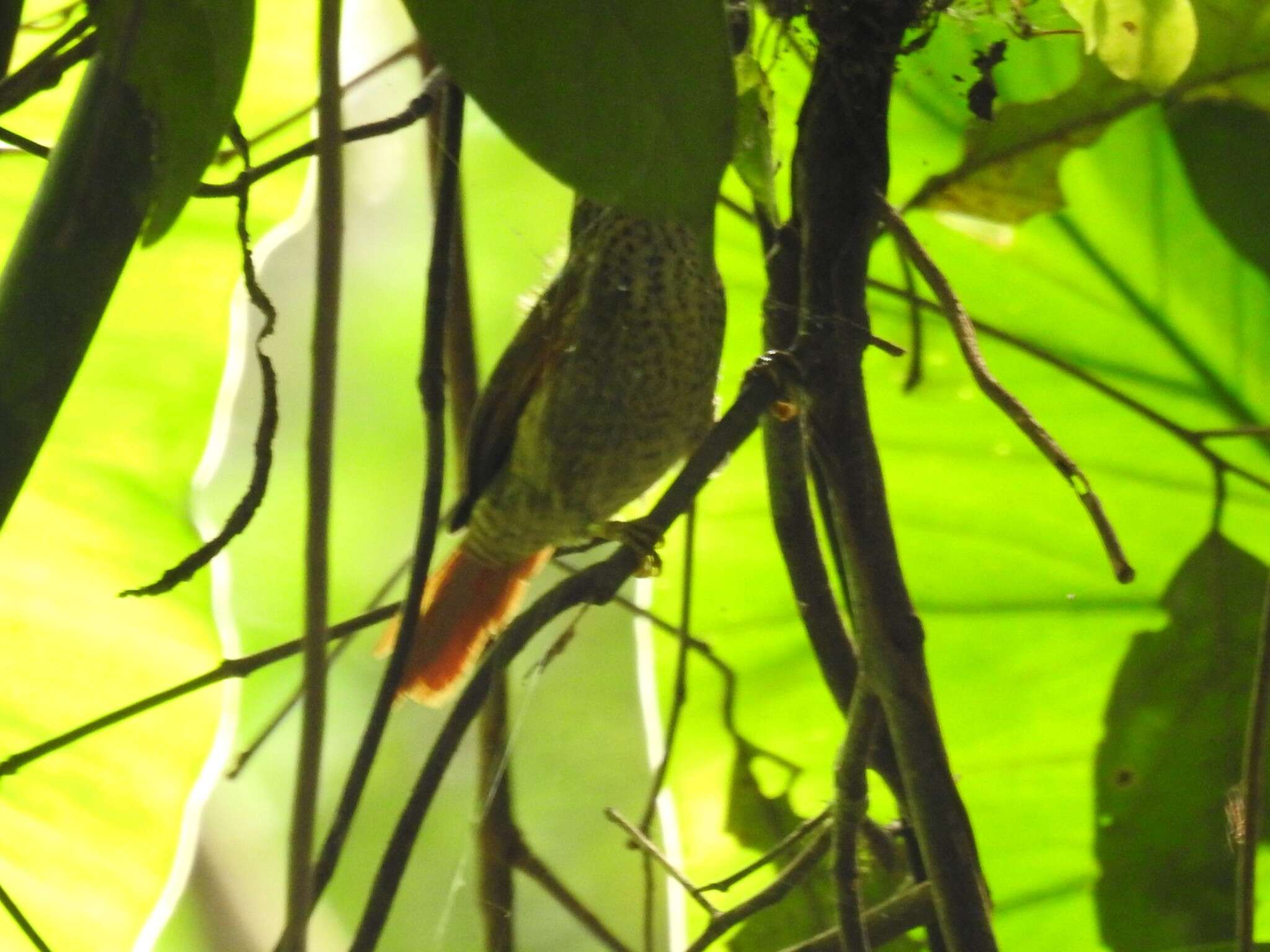 Image of Speckled Spinetail