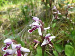 Image of Galearis rotundifolia f. lineata