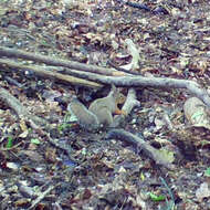 Image of Japanese Squirrel