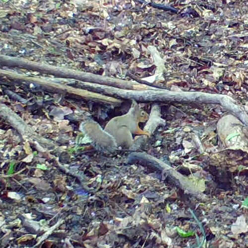 Image of Japanese Squirrel