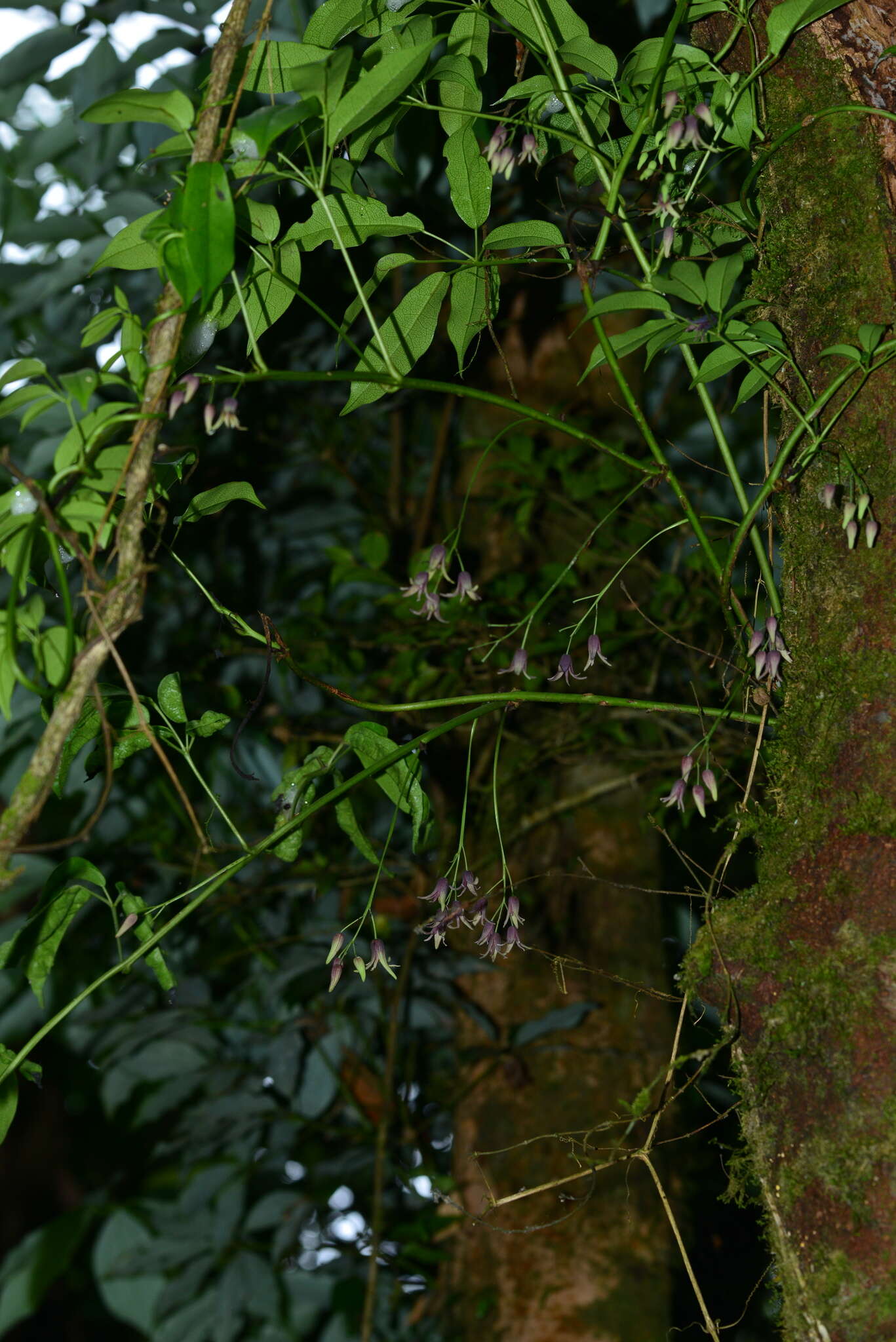 Image of Stauntonia purpurea Y. C. Liu & F. Y. Lu