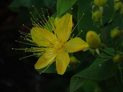 Image de Hypericum hircinum L.