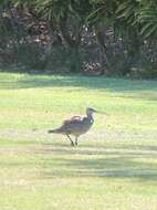 Image of Bristle-thighed Curlew