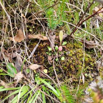 Image of giant geheebia moss