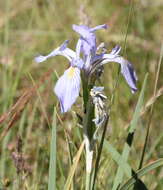 Image of Rocky Mountain iris