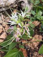 Sivun Bauhinia divaricata L. kuva