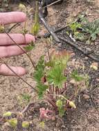 Imagem de Erodium macrophyllum Hook. & Arn.