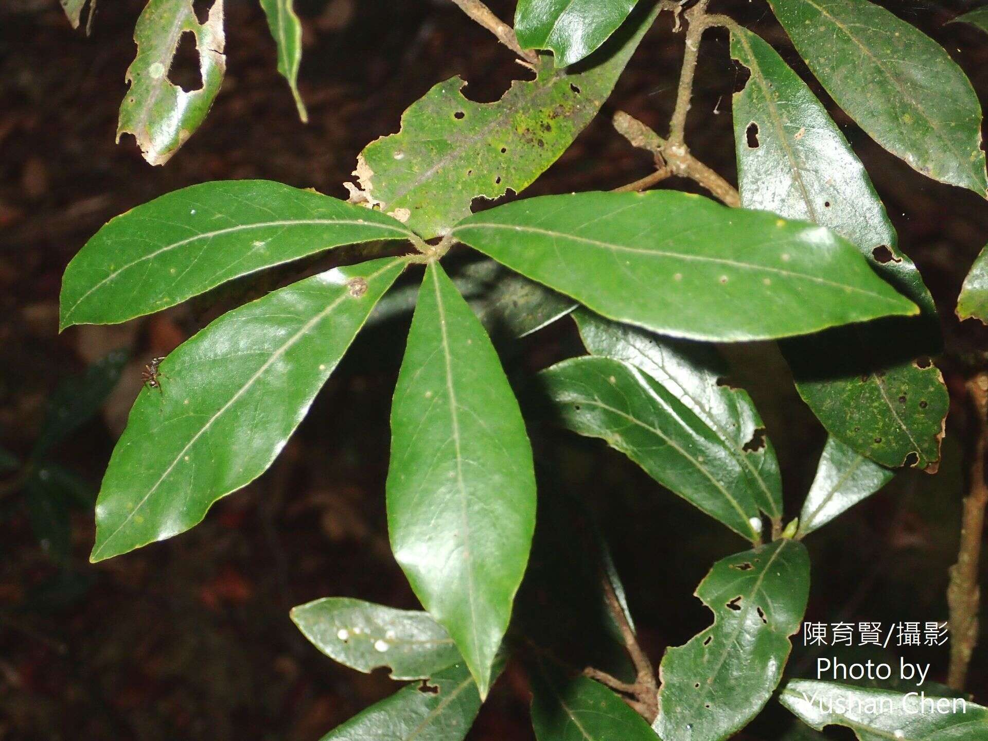 Image of Litsea elongata (Nees) Benth. & Hook. fil.