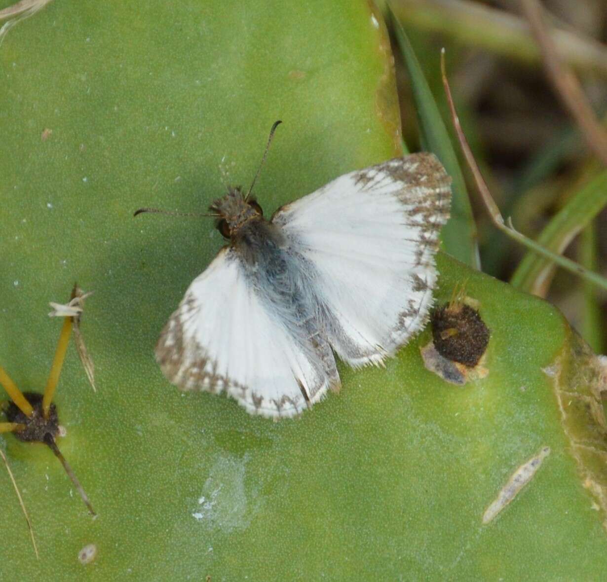 Image of Turk's-Cap White-Skipper