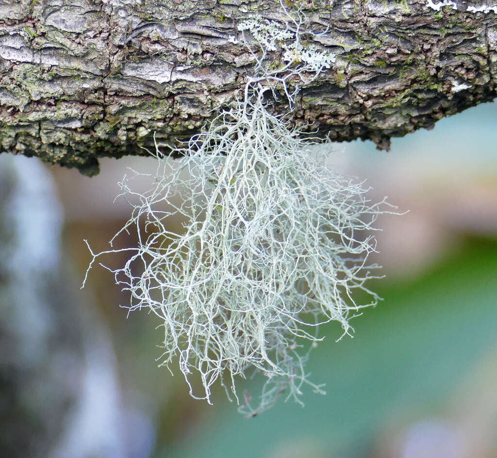 Image of Peruvian cartilage lichen