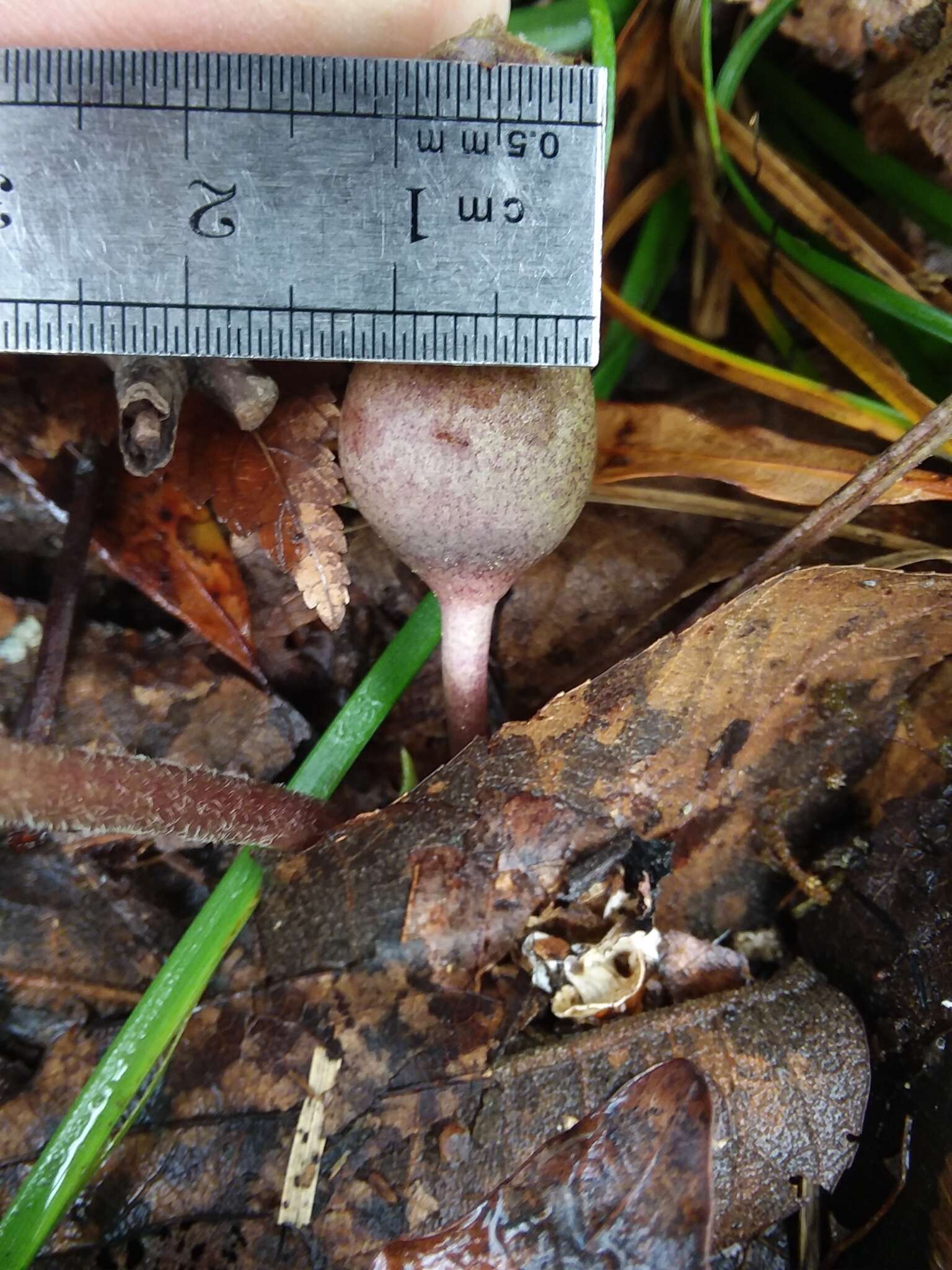 Image de Hexastylis arifolia var. callifolia (Small) H. L. Blomq.