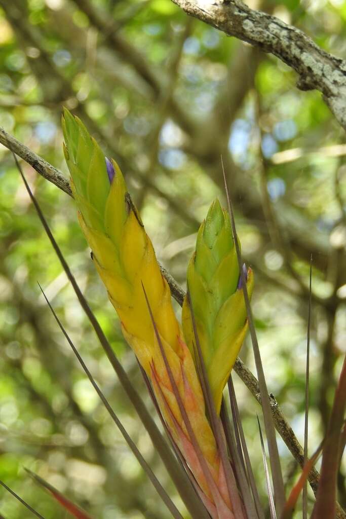 Image of Tillandsia rhomboidea André