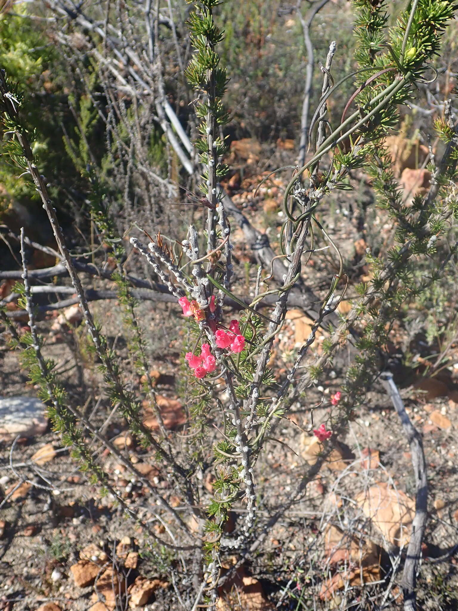 Image of Wax creeper