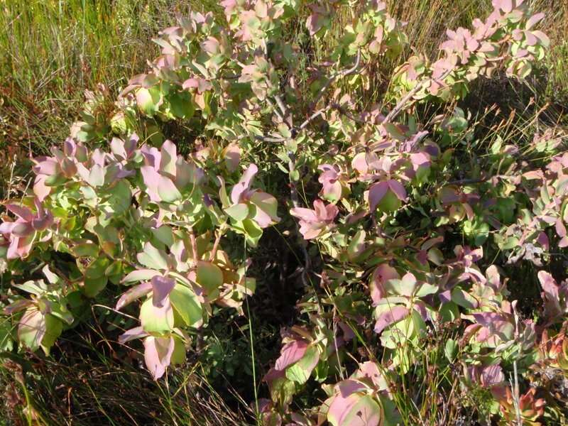 Plancia ëd Leucadendron cordatum E. Phillips