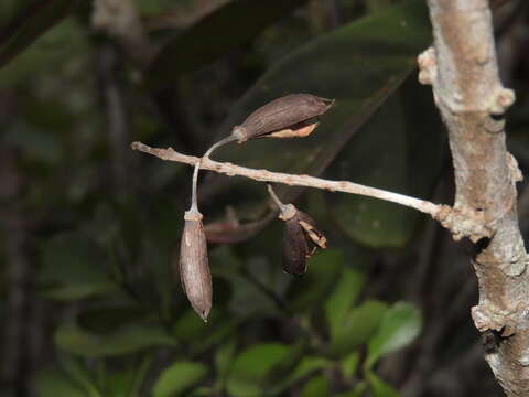 Image of Geissois pruinosa Brongn. & Gris