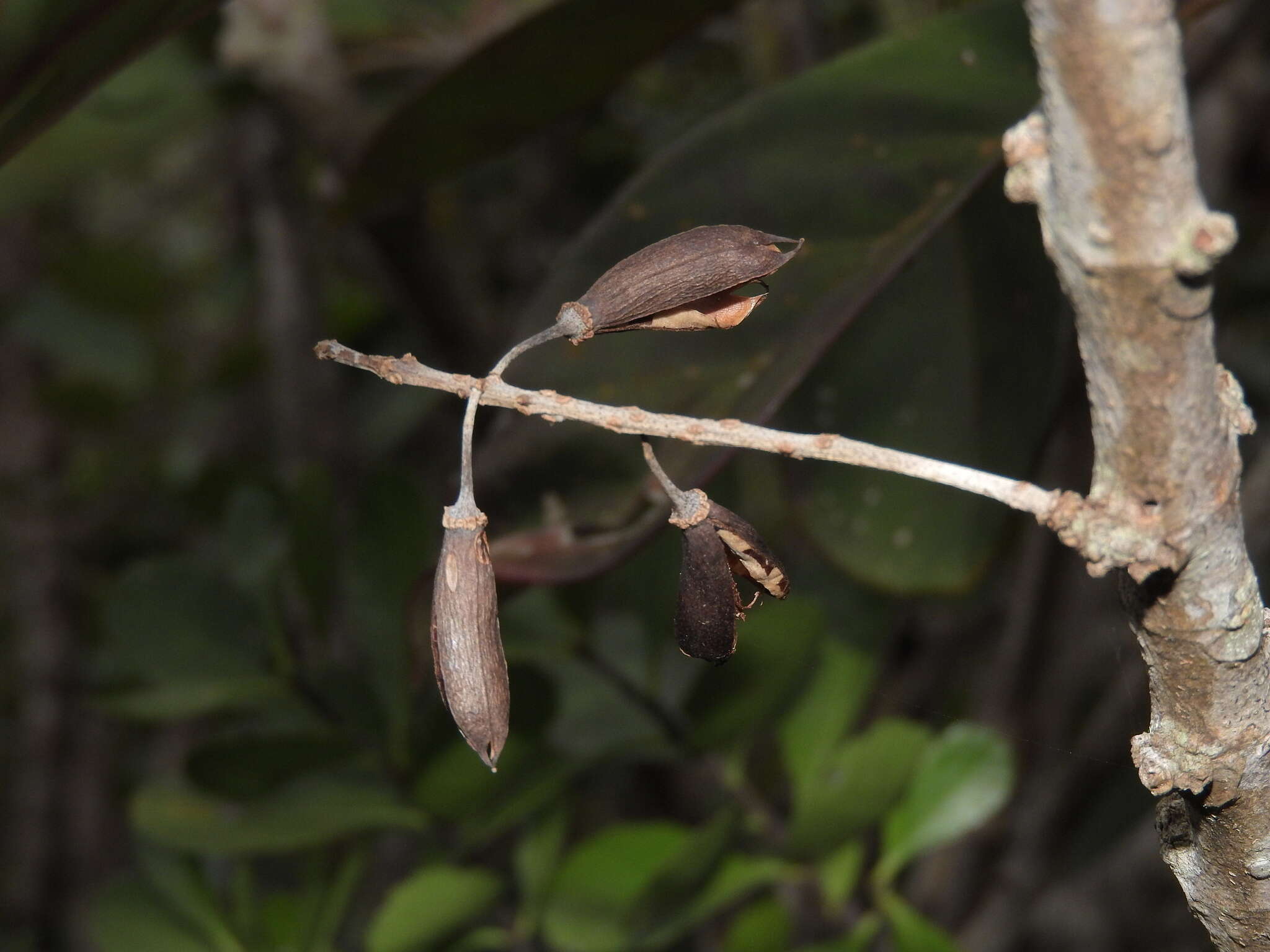 Image of Geissois pruinosa Brongn. & Gris