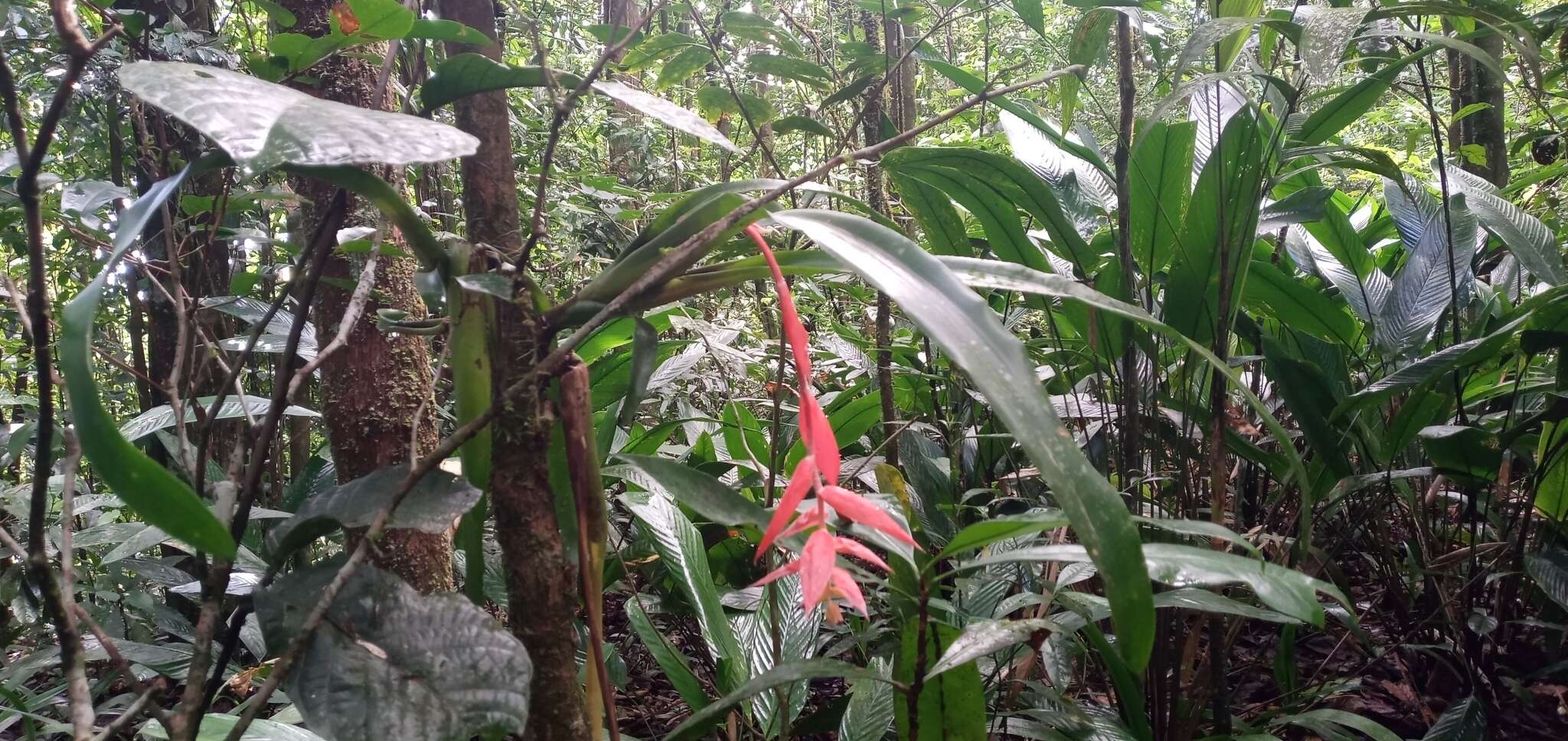 Image of Billbergia morelii Brongn.