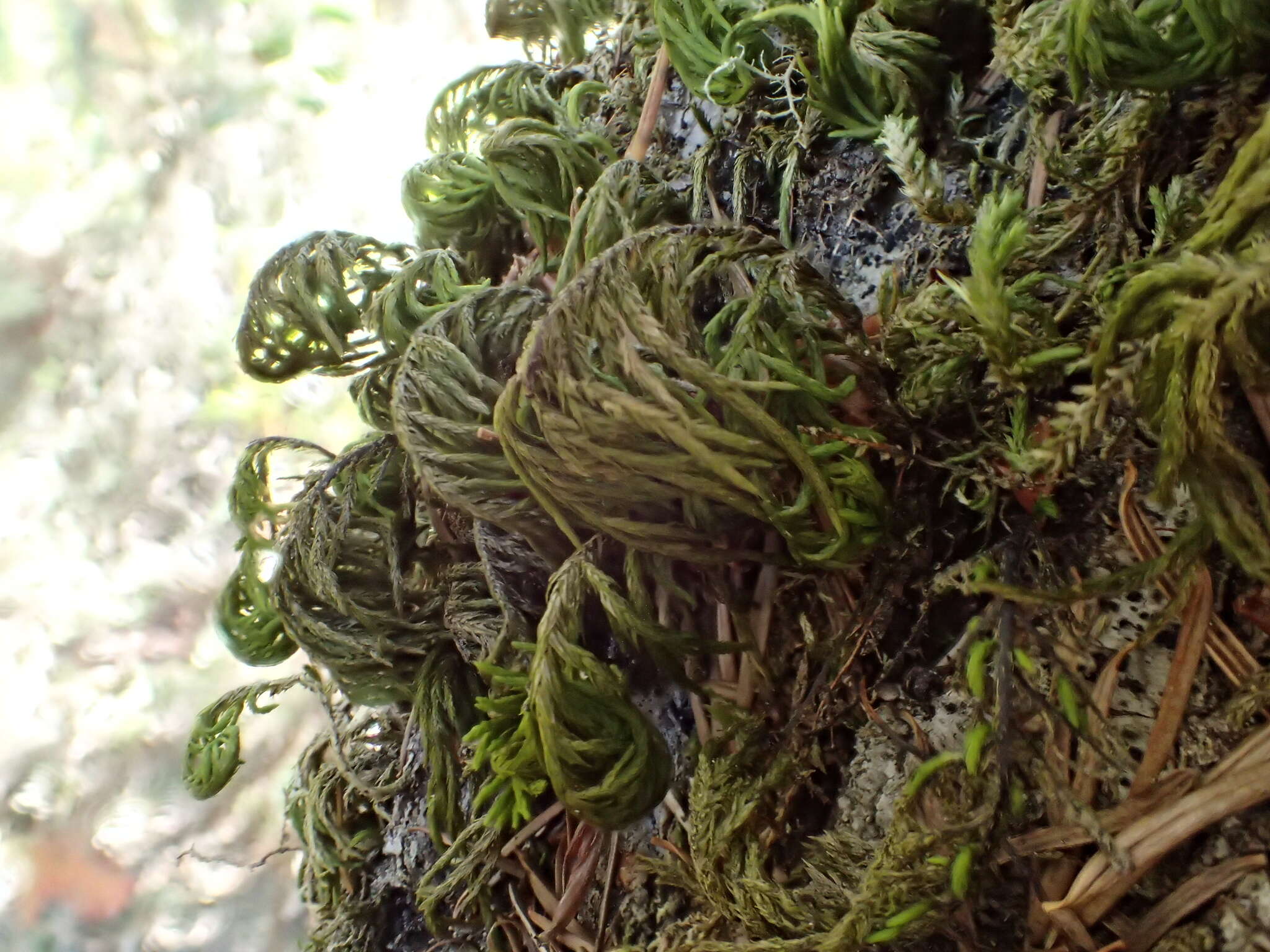 Image of dendroalsia moss