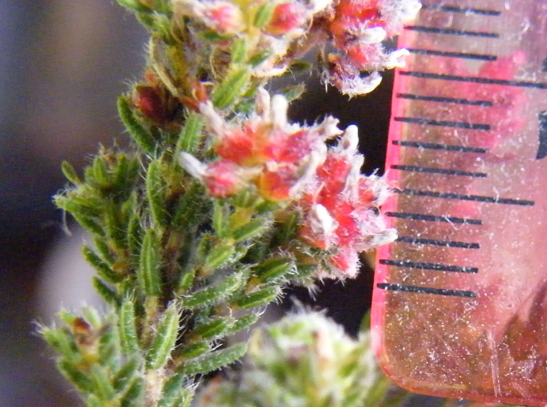 Plancia ëd Erica glabella subsp. glabella