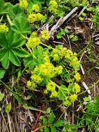 Image of broadtooth lady's mantle