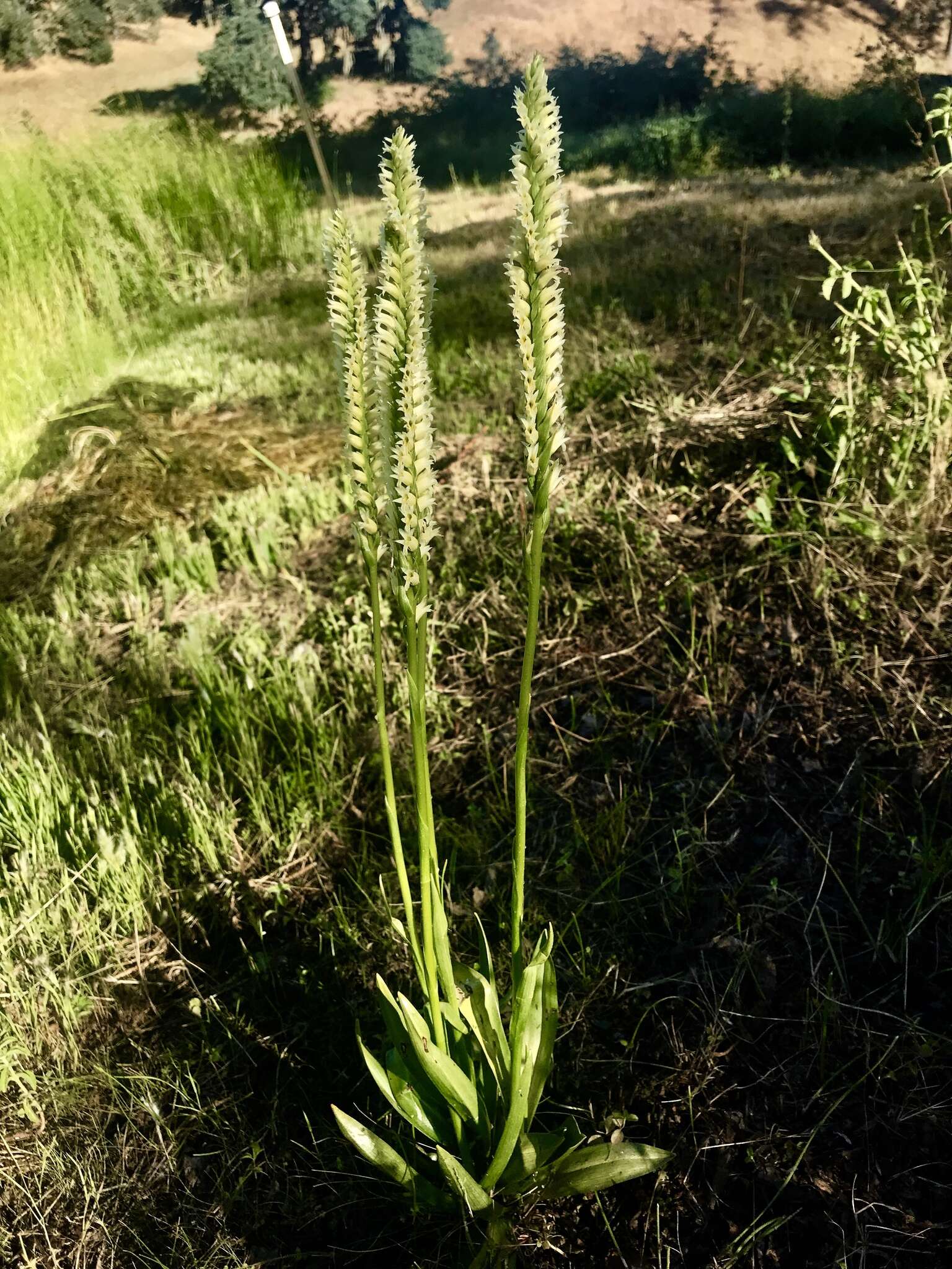 Image of Western Ladies'-Tresses