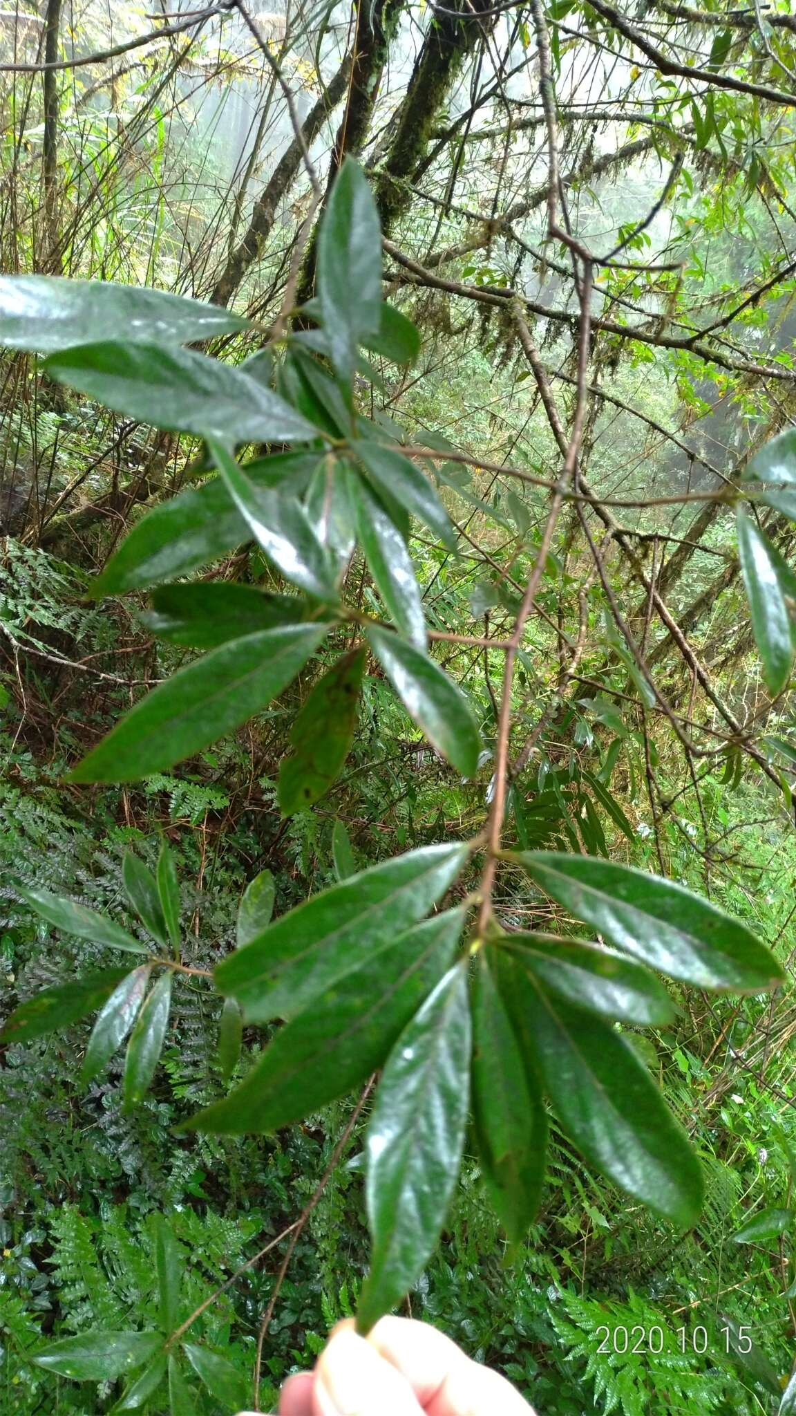 Image of Litsea elongata (Nees) Benth. & Hook. fil.