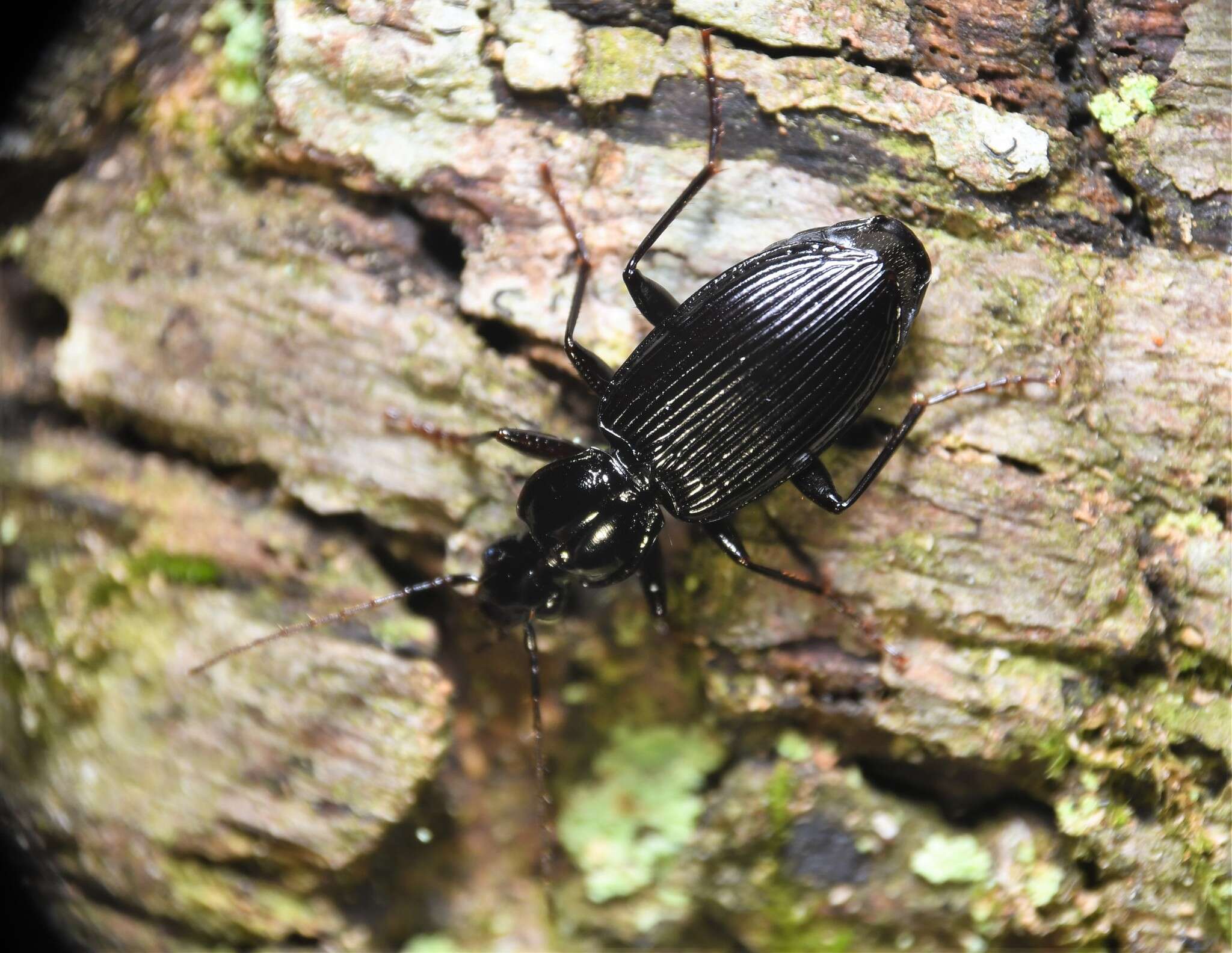 Platynus (Platynus) decentis (Say 1823) resmi