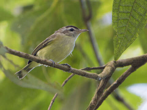 Imagem de Vireo leucophrys (Lafresnaye 1844)