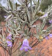 Eremophila margarethae S. Moore resmi