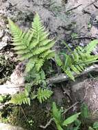 Image de Dryopteris erythrosora (D. C. Eat.) O. Kuntze