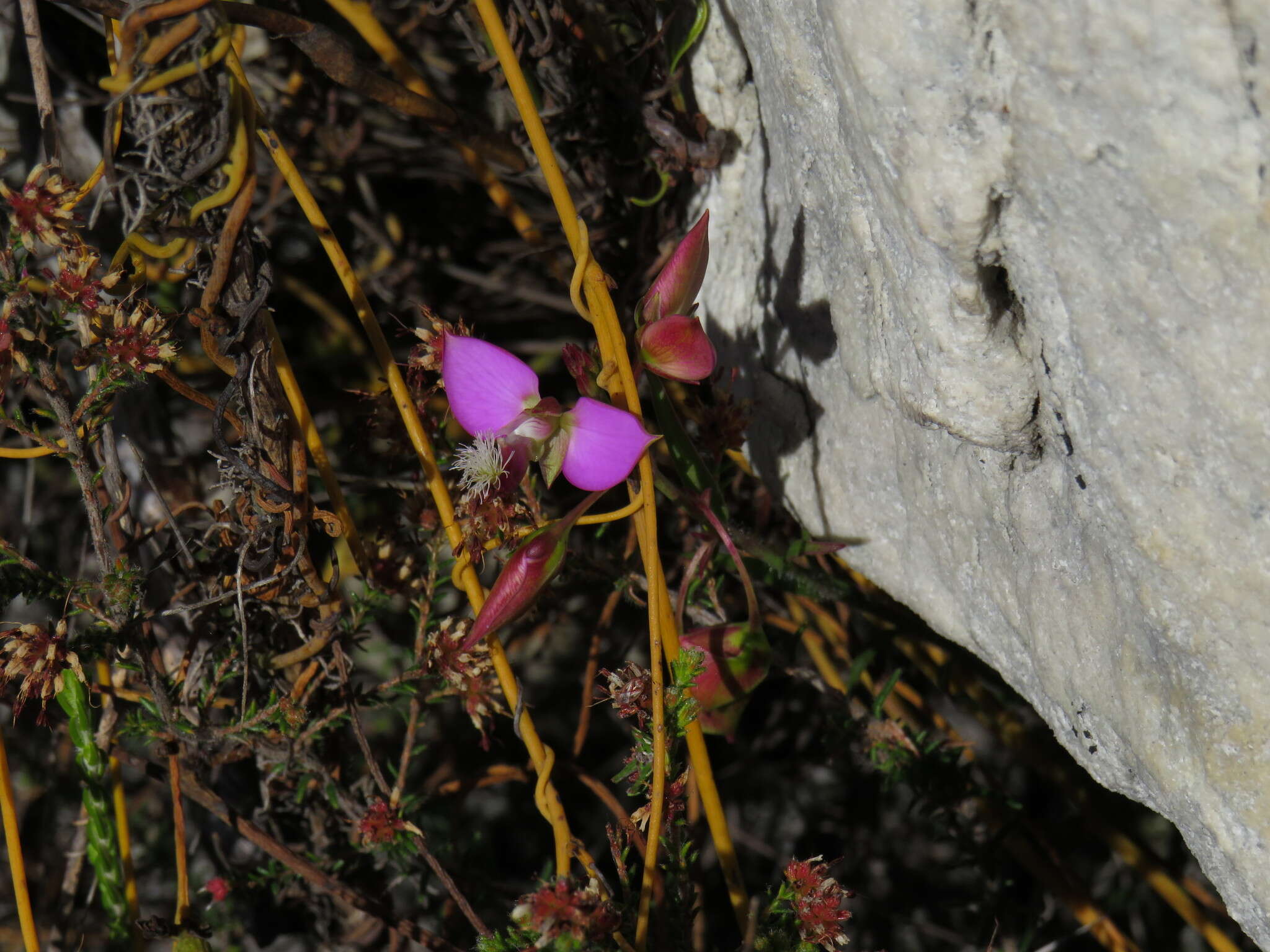 Image of Polygala bracteolata L.