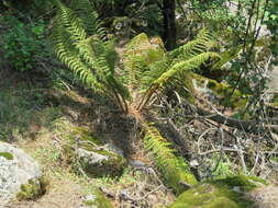 Image de Polystichum speciosissimum (A. Br. ex Kunze) Copel.